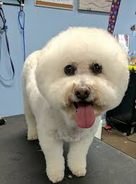 Any tips for grooming a Bichon?