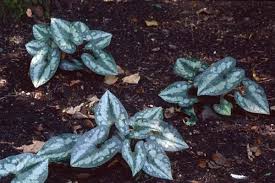 There are no medicinal uses listed for asarum shuttleworthii. Asarum Splendens Kwekerij De Hessenhof