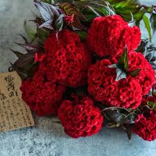 Image result for Celosia schweinfurthiana