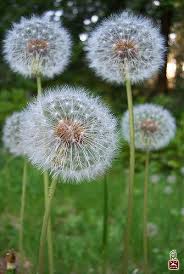 100 8370 2 Beautiful Flowers Dandelion Art Beautiful Nature