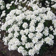 Iberis Sempervirens Snowflake Candytuft Plants Perennials Sempervirens