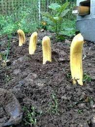 How To Grow Banana Plants Indoors And Outdoor Gowritter Ogorodnichestvo Vertikalnye Ogorody Derevo Avokado