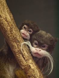 Maybe you would like to learn more about one of these? Datei Emperor Tamarin With Baby 5255798005 Jpg Wikipedia