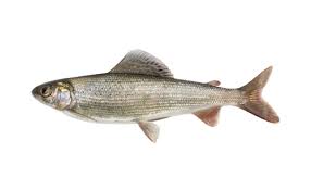 Harius Cpravochnik Rybolova