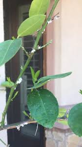 Image result for Erianthemum virescens