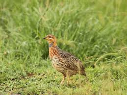 Image result for Sclerochiton vogelii