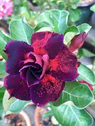 Pin On Adeniums