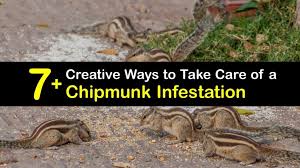 It's not a glamorous starlet that steals the spotlight, but its performance can make or break a landscape design. 7 Safe Ways To Stop A Chipmunk Infestation
