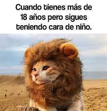Adulto Con Cara De Nino Memes De Animales Divertidos Memes Sarcasticos Videos Divertidos