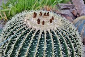 If you see signs of an insect infestation on your mealybugs are especially difficult to get rid of, and will probably require a pesticide treatment. How To Get Rid Of Cactus Bugs Naturally Easy Diy Bugwiz
