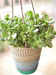A houseplant is a plant that is grown indoors in places such as residences and offices, namely for decorative purposes, but studies have also shown them to have positive psychological effects. 11 Hard To Kill Houseplants Diy