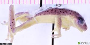 Image result for Centrolene heloderma