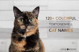 Famous cat names in movies. 120 Colorful Tortoiseshell Cat Names Lovetoknow