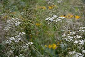 Image result for Parthenium