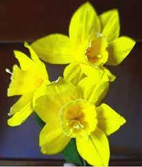 How To Make Paper Flower Daffodils Narcissus Paper Flowers Paper Flower Video Paper Flowers Diy