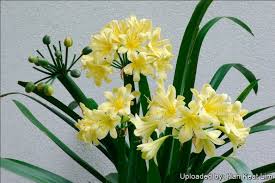 Image result for Clivia miniata