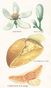 When do orange trees fruit. Orange Tree