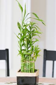 Ficus benjamin (foto 3) il ficus benjamin può essere coltivato come bonsai, alberello, cespuglio, siepe. Piante Da Tenere In Casa La Palma Di Bambu Aiuta A Respirare Meglio