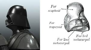 Image result for Capitate Bone