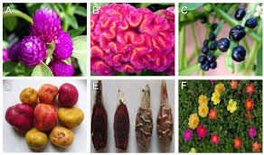 Image result for Basellaceae