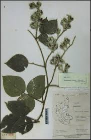 Image result for Rhynchosia hirta