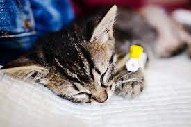 When cancer starts in the liver, it is called liver cancer. Pancreatic Cancer In Cats Symptoms Causes Diagnosis Treatment Recovery Management Cost