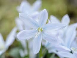 Image result for Scilla achtenii