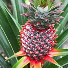 Pineapple Plant Florida Special Ananas Comosus Buah