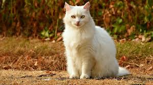 Untuk tingkah lakunya kucing anggora juga memiliki gaya yang anggun dan gemulai yang tidak banyak diiliki oleh kucing lain pada umumnya. Inspirasi Nama Nama Kucing Lucu Untuk Peliharaanmu Kepogaul