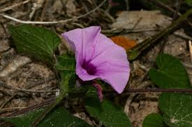 Image result for Ipomoea involucrata
