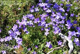 Image result for Wahlenbergia pulchella