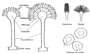 Resultado de imagen para aspergillus hifas