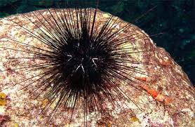 Bulu babi atau landak laut (temnopleurus alexandrii) termasuk filum echinodermata, bentuk dasar tubuh segilima. Bulu Babi Hewan Berduri Dengan Gigi Perkasa Re Tawon