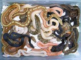 Maybe you would like to learn more about one of these? Exotic Pet Store Philadelphia The Y Guide