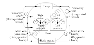 We did not find results for: Describe The Working Of Human Blood Circulatory System With The Help Of A Suitable Diagram Which Shows All The Steps Involved Science Shaalaa Com