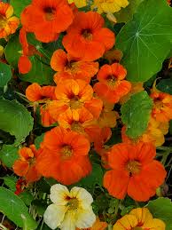 What Did Lucy Steele? by Diana Birchall | Sarah Emsley