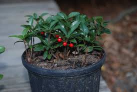 Image result for Ardisia