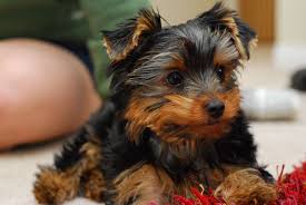 Birth to 3 weeks old. Essential Supplies For A Yorkie Puppy Pethelpful By Fellow Animal Lovers And Experts