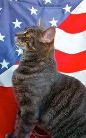 Maybe you would like to learn more about one of these? Hang With The Cats At Animal Kind In Hudson Julie Journeys