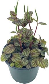 Image result for Peponium sp. A