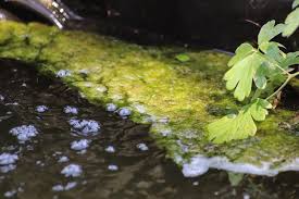 Nehmen algen im gartenteich überhand, sollte der erfahrene gärtner handeln. Algen Im Teich Diese Hausmittel Wirken