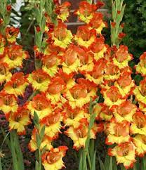 Fiesta Gladiolus 5 Bulbs Gladiolus Gladiolus Bulbs Garden Help