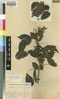 Image result for Gilbertiodendron