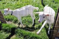 やぎさんゆうびん の謎を追う | ご近所散策委員会