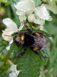 Image result for Bombus rupestris