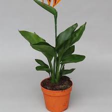 Image result for Strelitzia alba