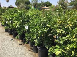 California tropical fruit tree nursery is the result of one southern california family's dedication to the cultivation of beautiful and delicious tropical fruits, nuts, spices and flowers. Fruit Trees Cagliero Ranch Nursery