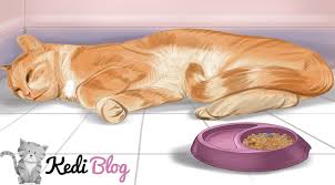 Kedilerde Zehirlenme Ve Belirtileri Kedi Blog