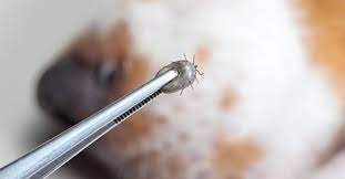 Do not fling the tick across the room in disgust. Lyme Disease Prevention What To Do If A Tick Bites Your Dog