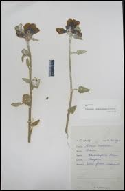 Image result for Hibiscus panduriformis